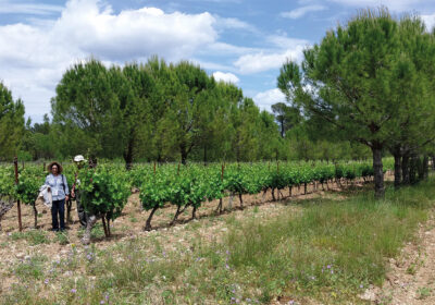 agroforestry