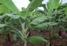 plantain cultivation
