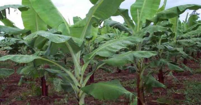 plantain cultivation