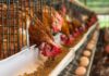 Poultry Layer Production: An Exclusive Guide commercial Poultry Layer production
