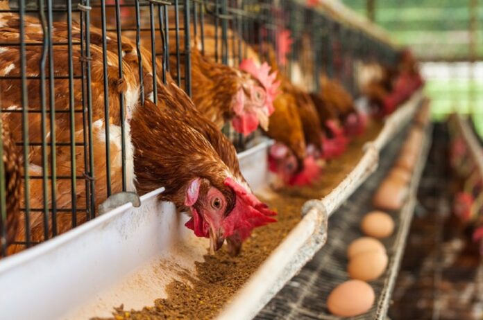 Download Exclusive Guide To Commercial Poultry Layer Production