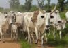 Detailed Guide On Commercial Cattle Production cattle production in ghana