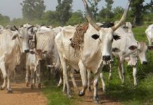 cattle production in ghana