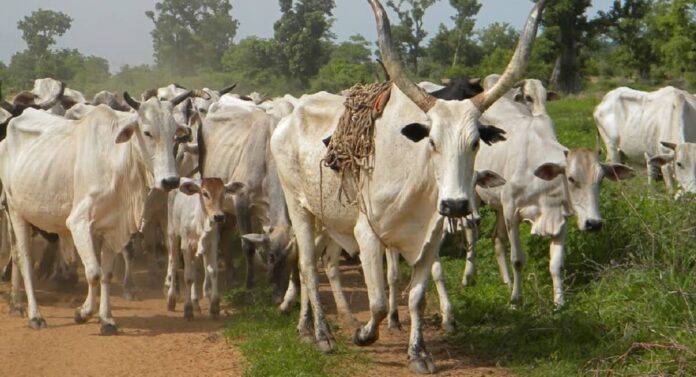 cattle production in ghana