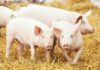 Complete Guide to Pig Production and Management commercial pig production