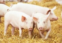 commercial pig production