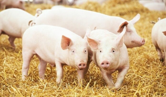 commercial pig production