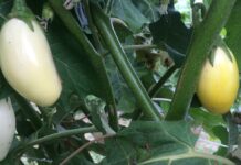 garden eggs production