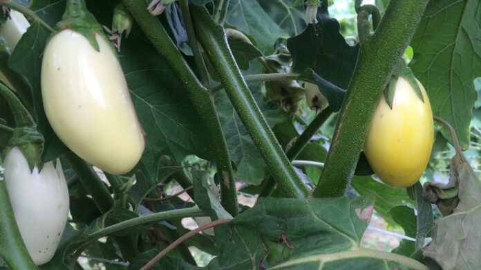 garden eggs production