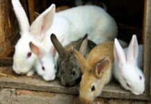 rabbit production