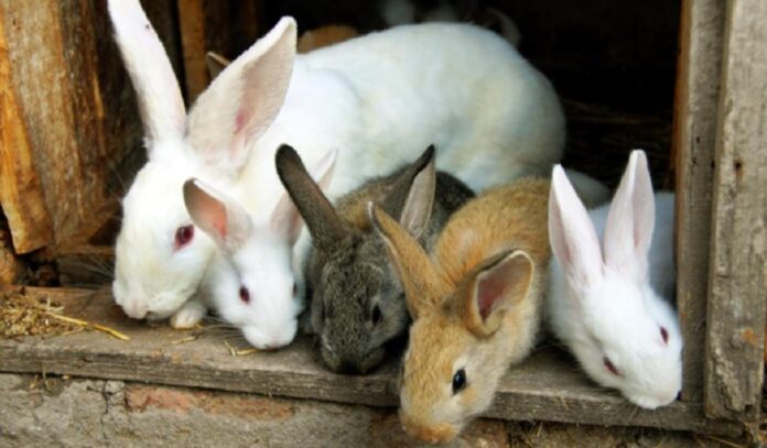 rabbit production