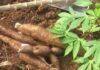 How to: Cassava Cultivation Under No-till (Conservation Agriculture) for Good Yield and Reduced Cost Cassava Cultivation Under No-till