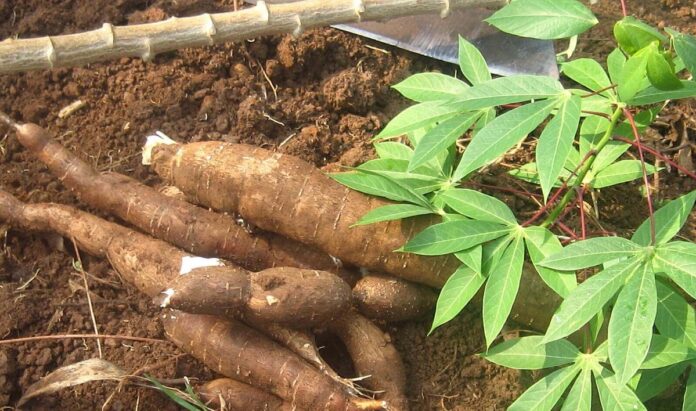 Cassava Cultivation Under No-till