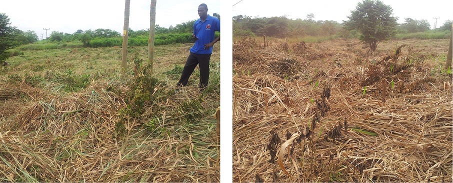 cassava demonstration