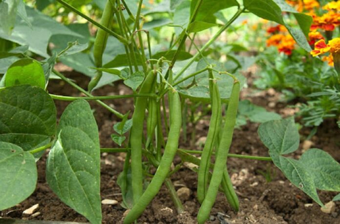 good cowpea cultivation