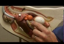 The Miracle Behind Chicken Egg Formation in 2 minutes chicken egg formation