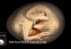 Exclusive Video On How the Egg Becomes Chick in 2 Minutes