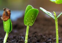 How to: Do Simple and Effective Seed Germination Or Viability Test in 3 Simple Steps seed germination test