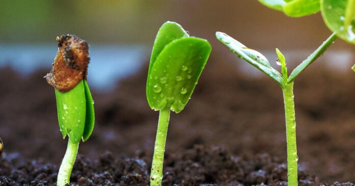 seed germination test