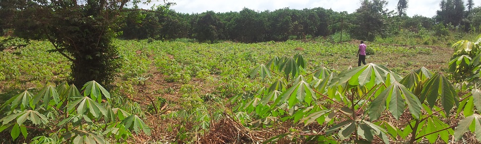 cassava demonstration