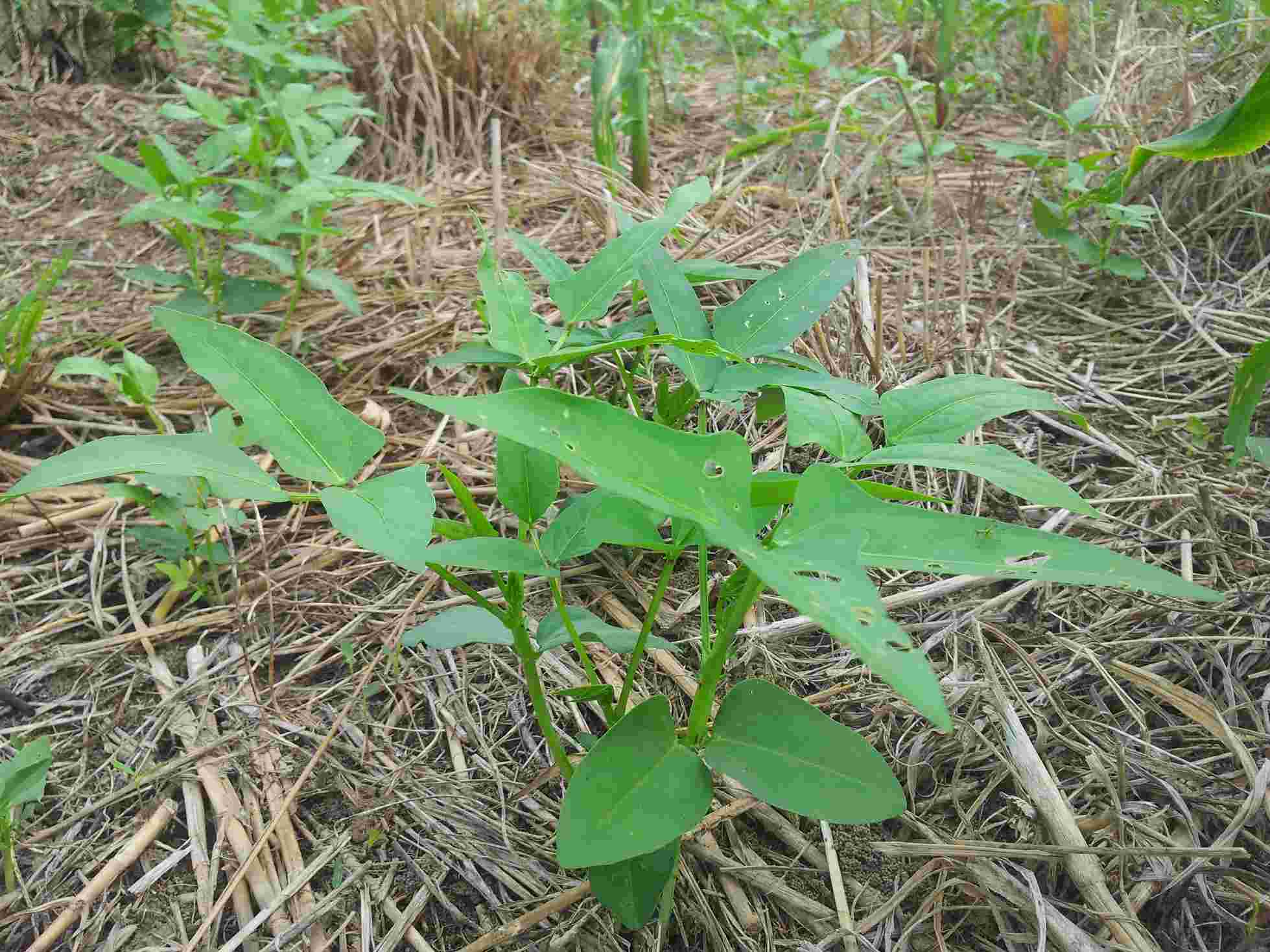 Cowpea at close range