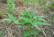 Conservation agriculture (CA)