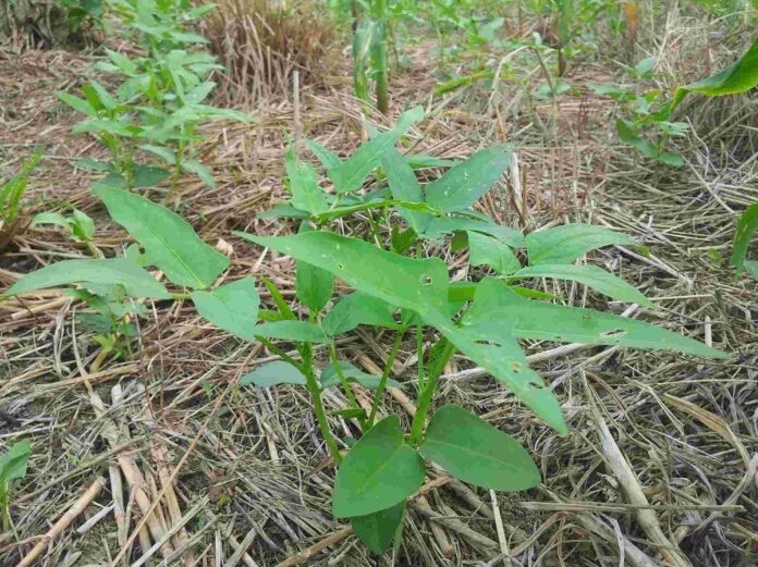 Conservation agriculture (CA)