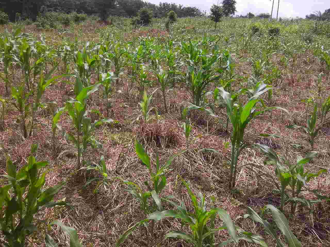 Maize/Cowpea intercrop