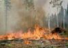 “Slash and Burn”: 5 Bad Effects on Agriculture and the Environment slash and burn