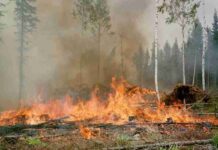 slash and burn