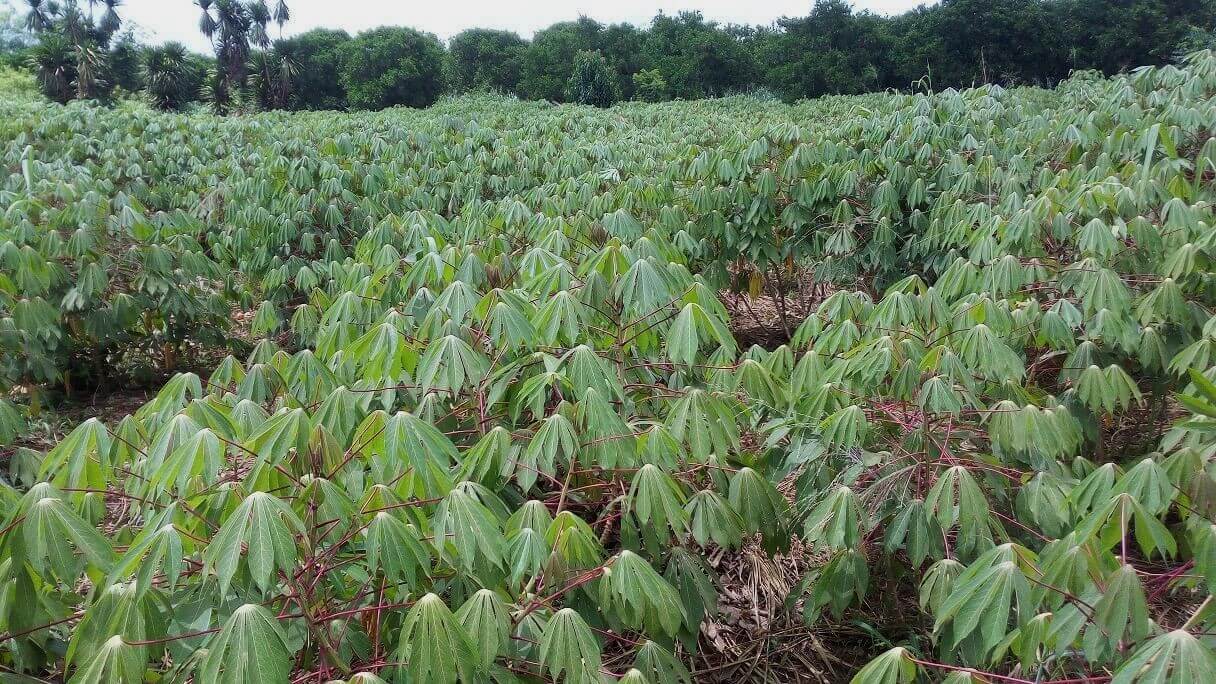 cassava demonstration