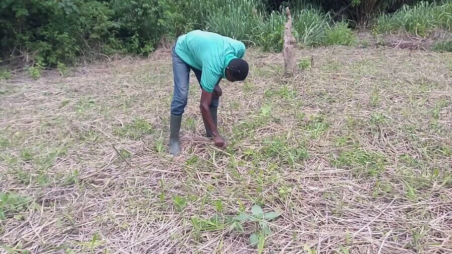 manual weed control