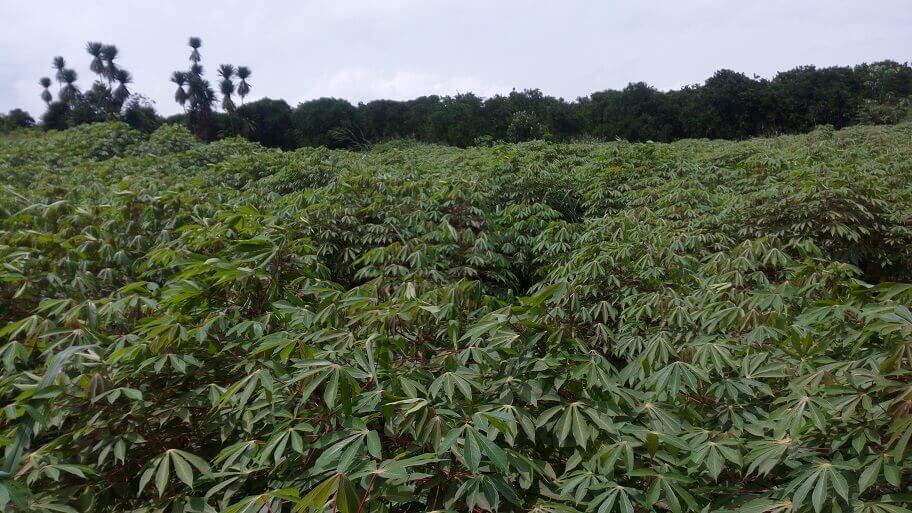 cassava demonstration