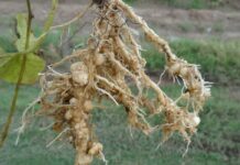 6 Ways to Control Nematodes Without Chemicals in Your Crops nematodes control