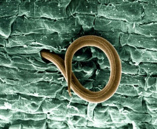 nematodes