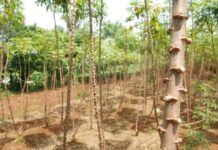 Rapid Multiplication of Cassava
