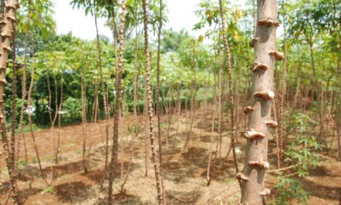 Rapid Multiplication of Cassava