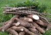 18 Improved Cassava Varieties Resistant to the Deadly Mosaic Disease improved cassava varieties