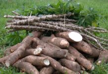 18 Improved Cassava Varieties Resistant to the Deadly Mosaic Disease improved cassava varieties
