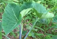 The Fate of Cocoyam – Why is it fast disappearing? fate of cocoyam disappearing