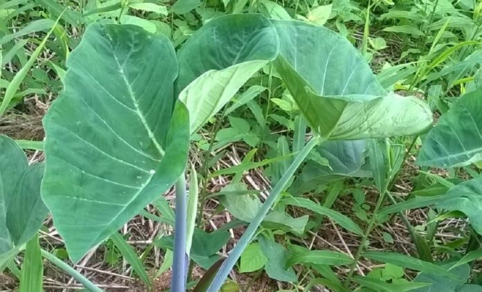 fate of cocoyam disappearing