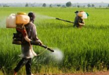 Synthetic Chemicals – Is it the best way to deal with Weeds, Insects and Diseases in Crops? synthetic chemicals for insects weeds and diseases