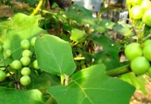 Turkey berries health benefits