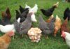 Why Raise Backyard Poultry? 8 Undisputable Reasons Why You Should Raising Backyard Chickens Backyard poultry