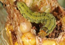african armyworm
