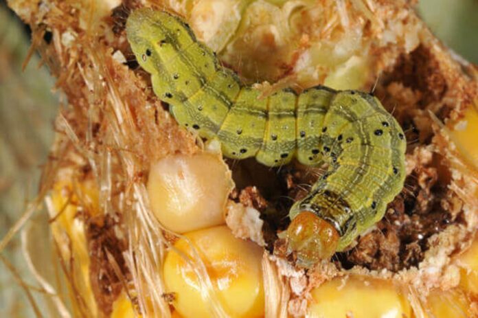 african armyworm