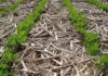 No-till (Conservation) farming vs Conventional Tillage Agriculture no-till agriculture