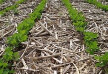 No-till (Conservation) farming vs Conventional Tillage Agriculture no-till agriculture