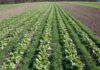 How to Select The Perfect Cover Crop For Your Farm (14 Questions to Ask) cover crops