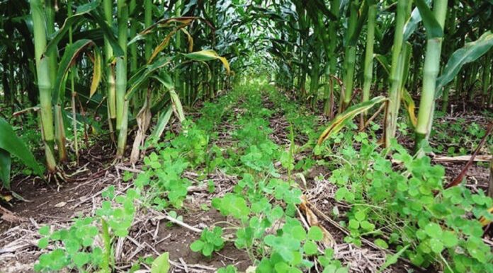 ecommended cover crops